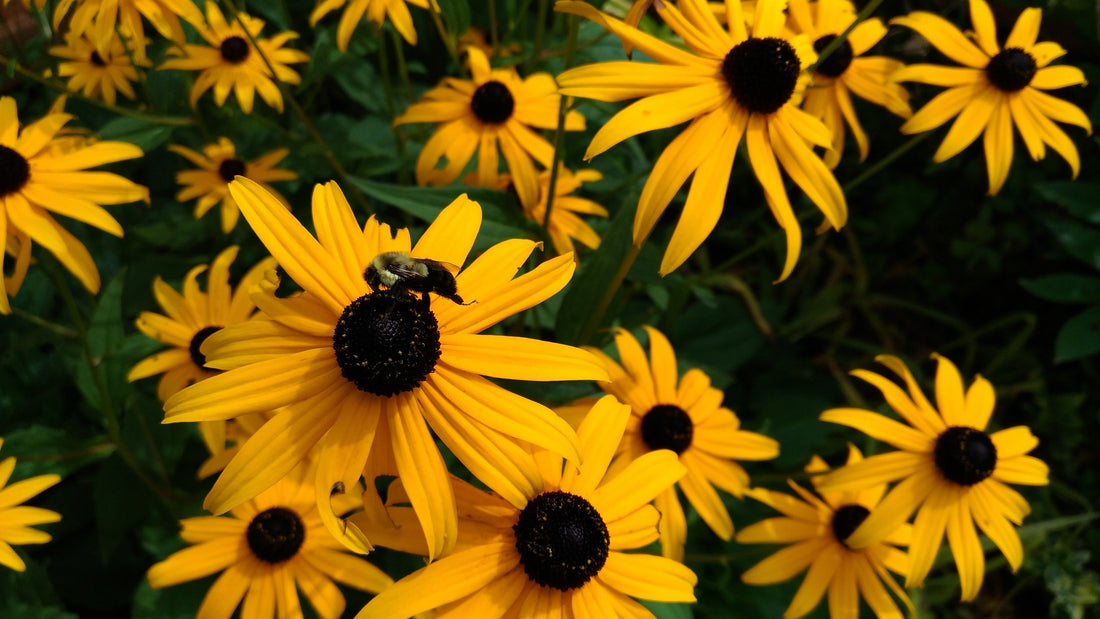 Black Eyed Susan Wildflower Seed