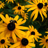 Black Eyed Susan Wildflower Seed