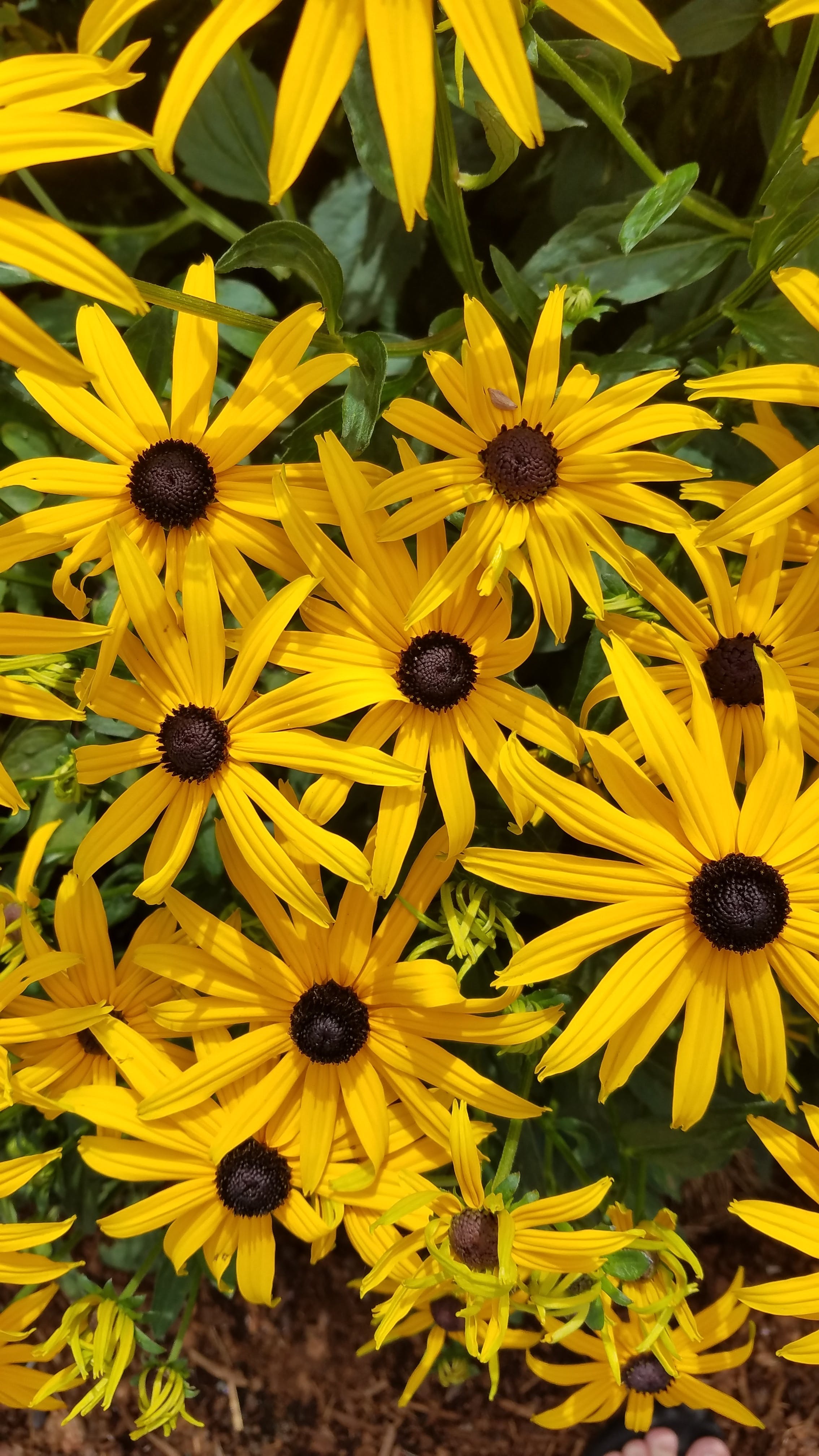 Black Eyed Susan Wildflower Seed – Hancock Seed