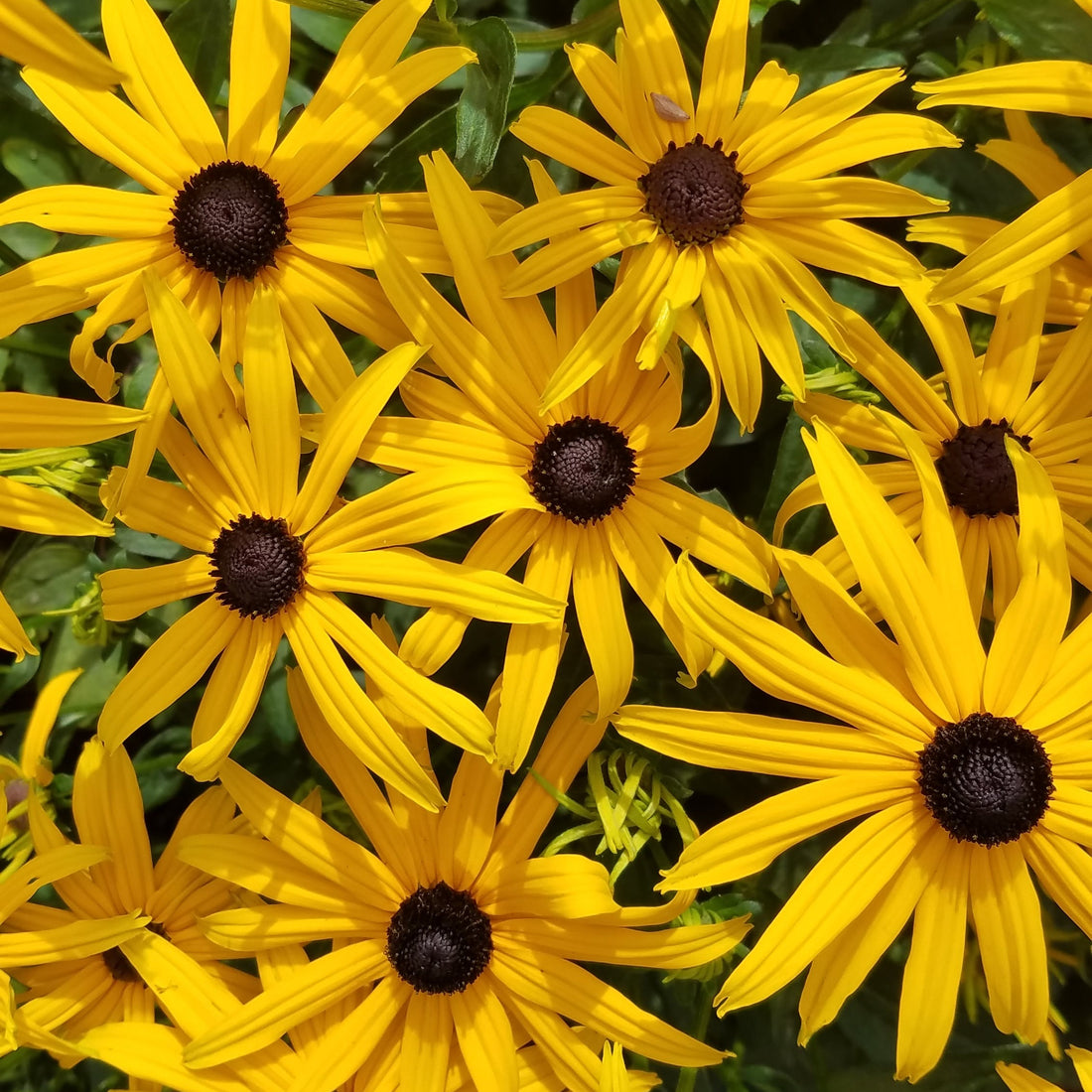 Black Eyed Susan Wildflower Seed