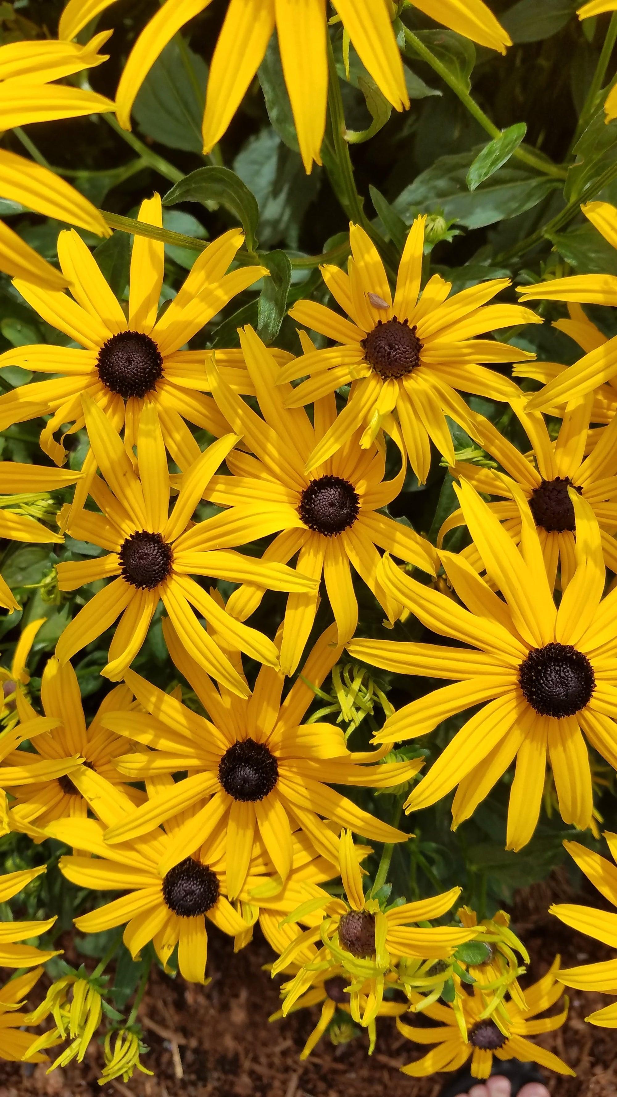 black wildflower seeds Black Eyed Susan Wildflower Seed – Hancock Seed