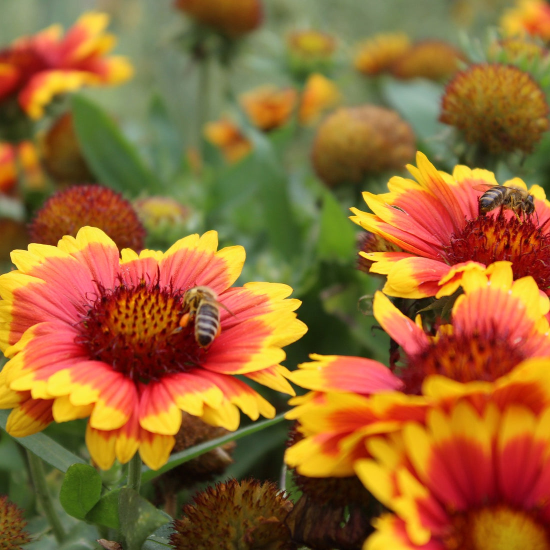 Blanketflower Wildflower Seed