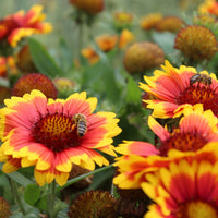 Blanketflower Wildflower Seed