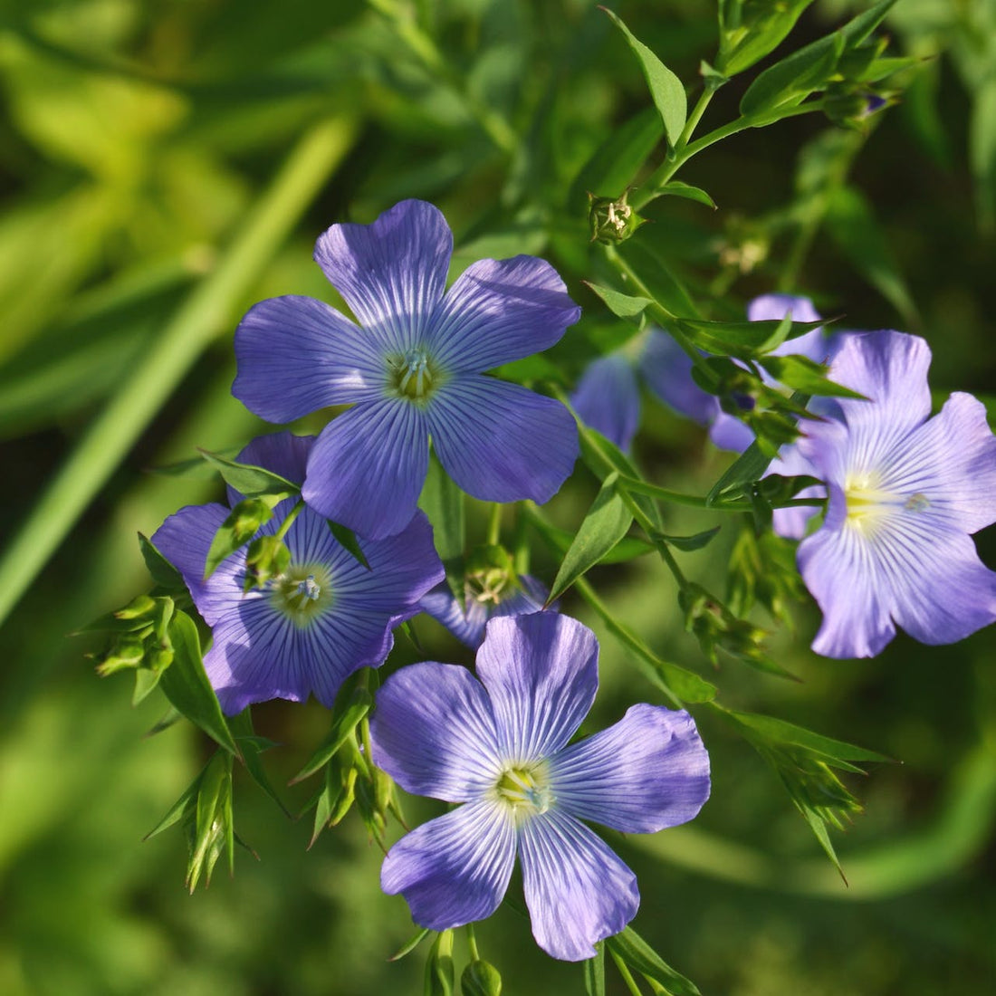 Blue Flax Wildflower Seed