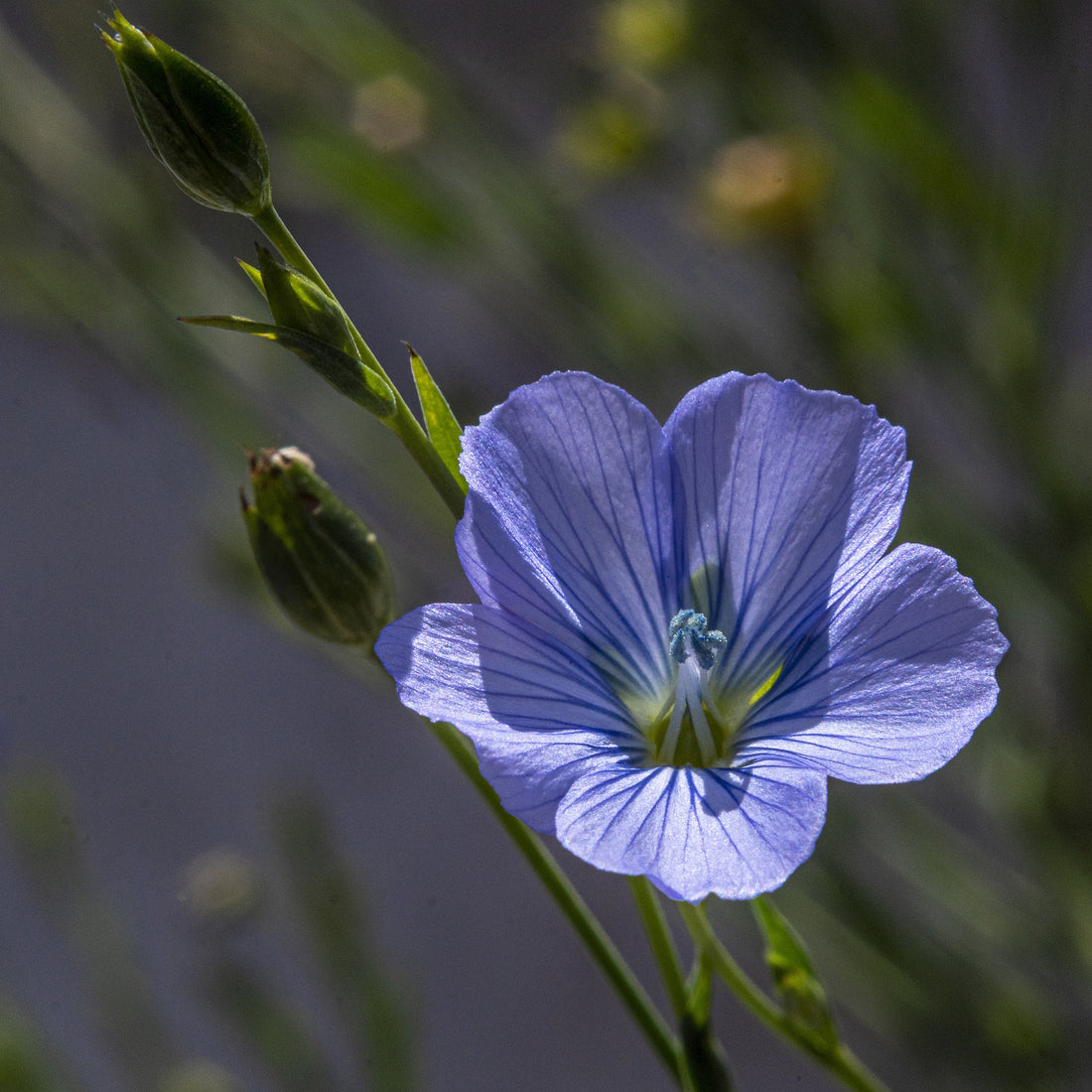 Blue Flax Wildflower Seed