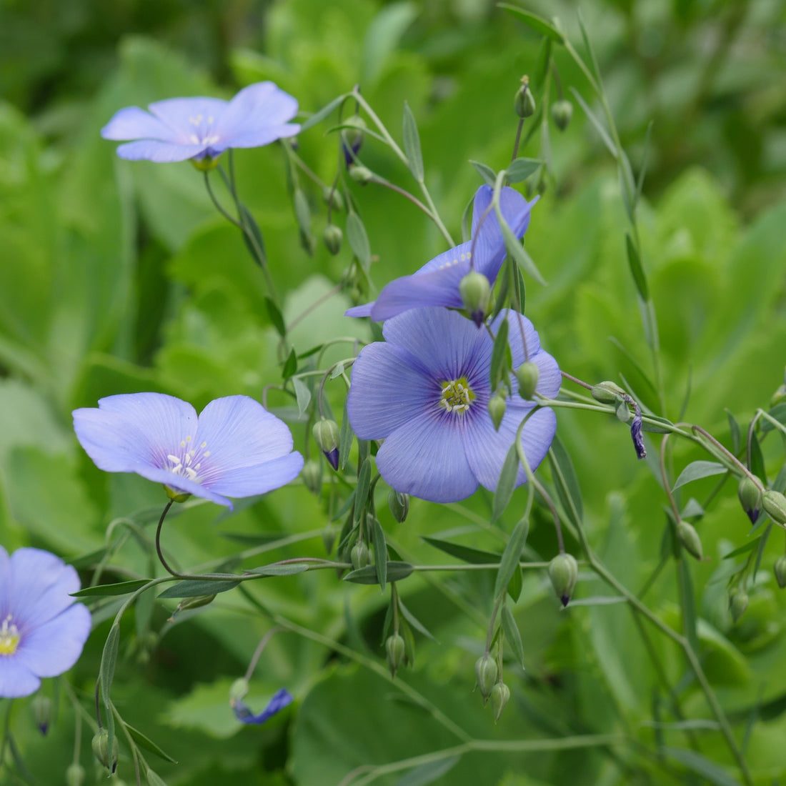 Blue Flax Wildflower Seed