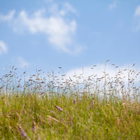 Blue Grama Native Grass Seed