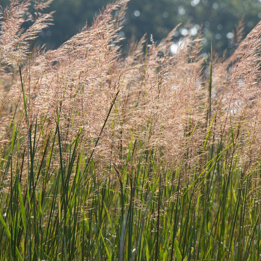 Smooth Brome Grass Seed