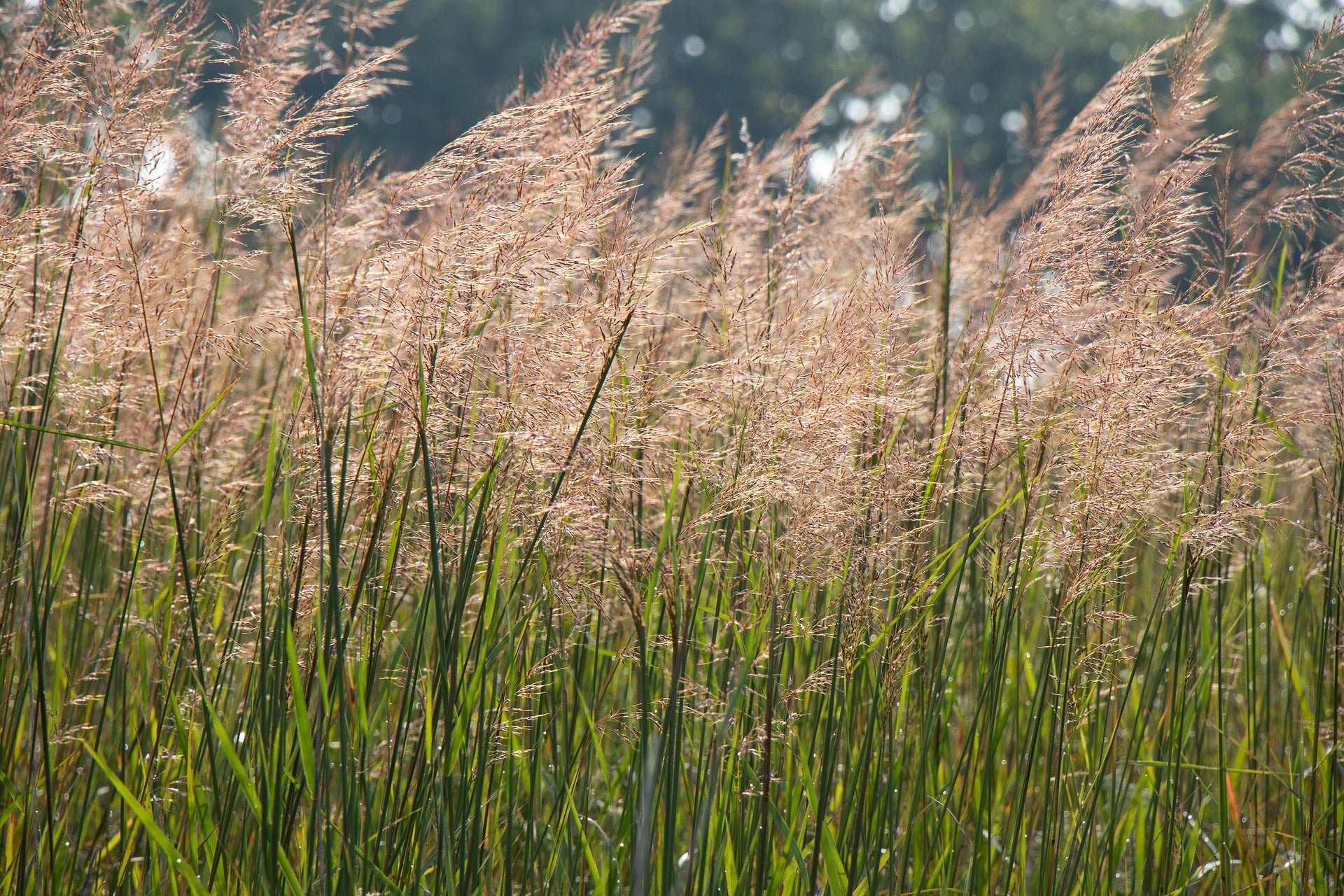 planting brome seed Smooth Brome Grass Seed
