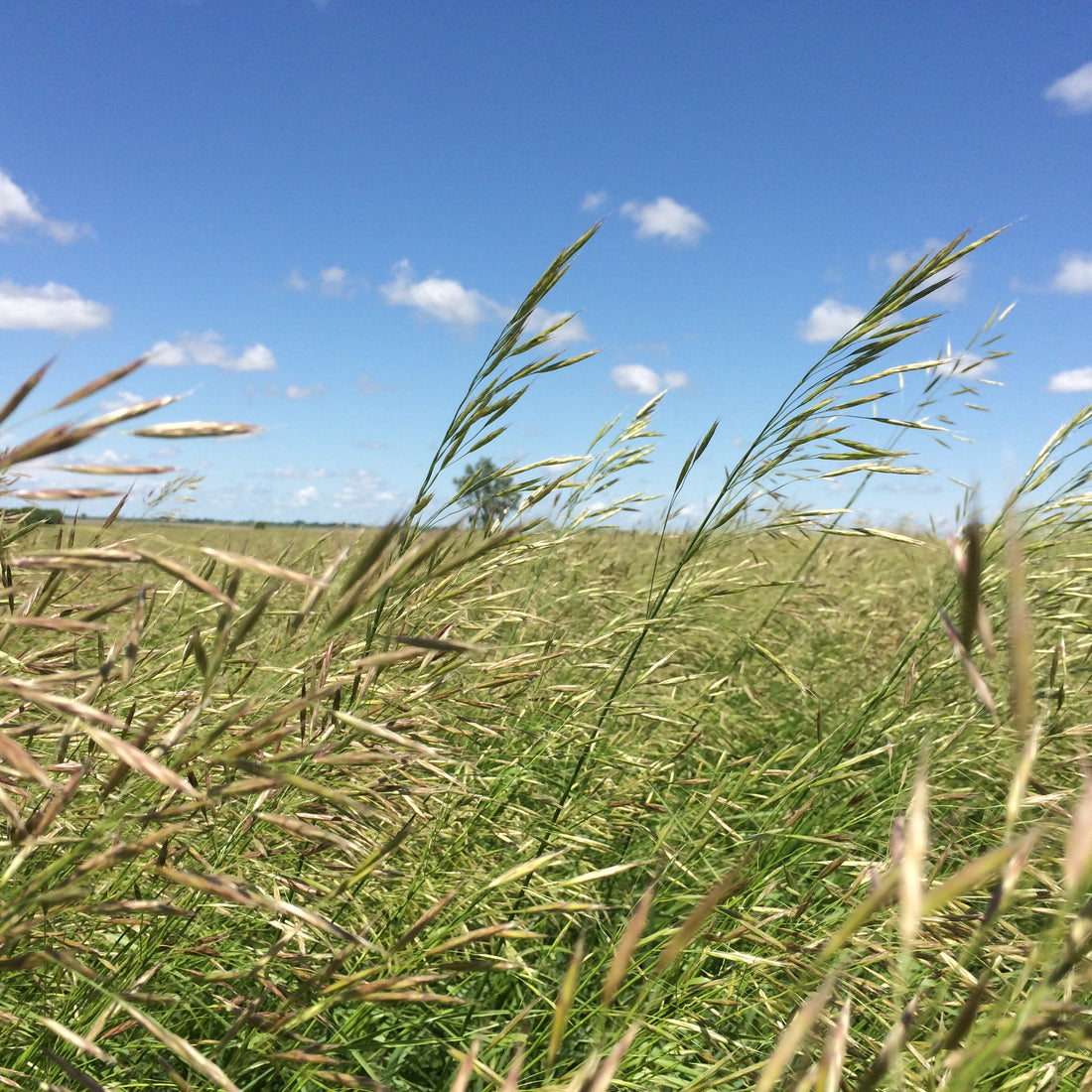 Brome Grass Seed