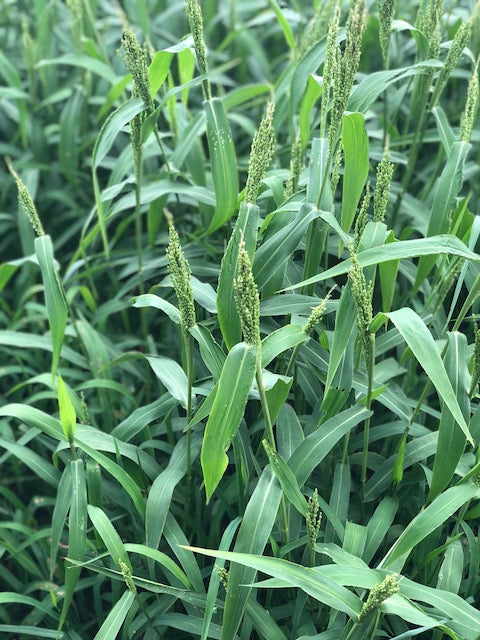 Hancock's Brown Top Millet Seed