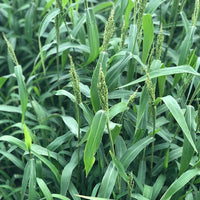 Hancock's Brown Top Millet Seed