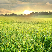 Hancock's Brown Top Millet Seed