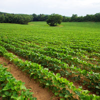 Buck Bean Seed