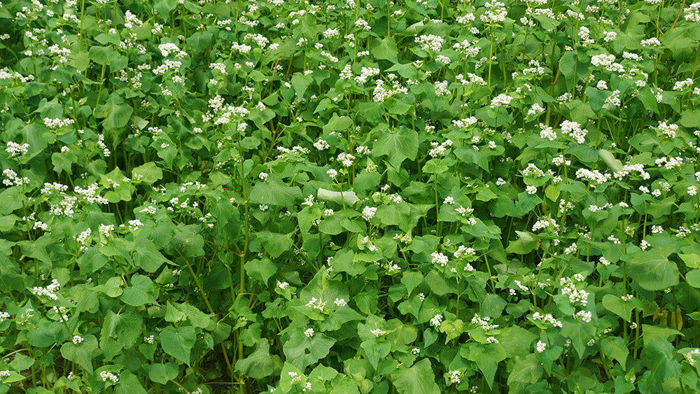 Buckwheat Seed