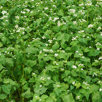 Buckwheat Seed