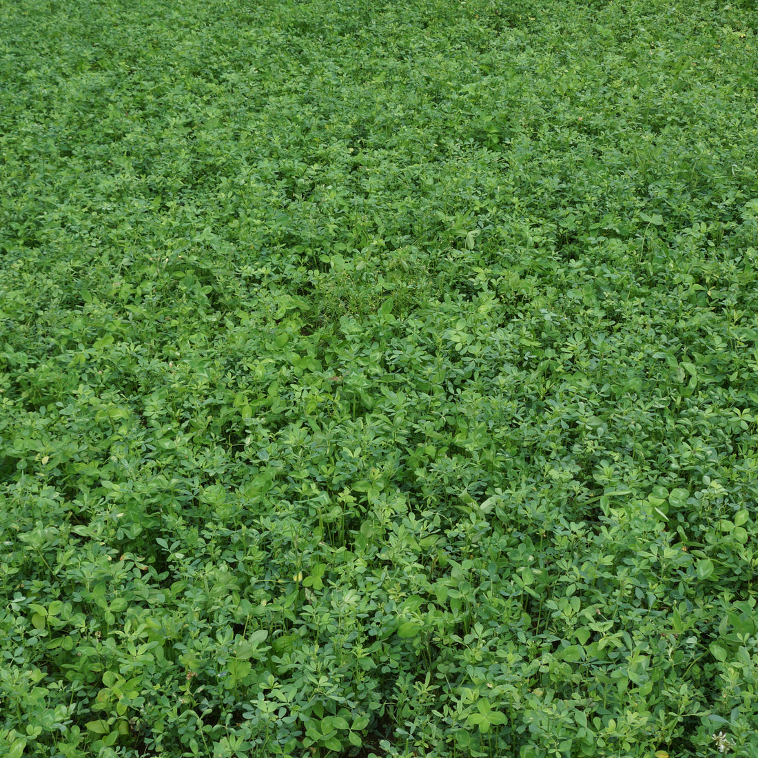 Bulldog 805 Alfalfa Seed