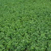 Bulldog 805 Alfalfa Seed