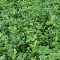Bulldog 805 Alfalfa Seed