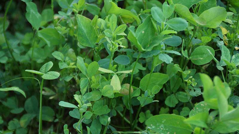 Bulldog 505 Alfalfa Seed