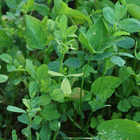 Bulldog 505 Alfalfa Seed