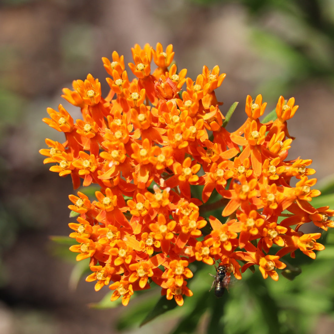 Butterfly Milkweed Wildflower Seed