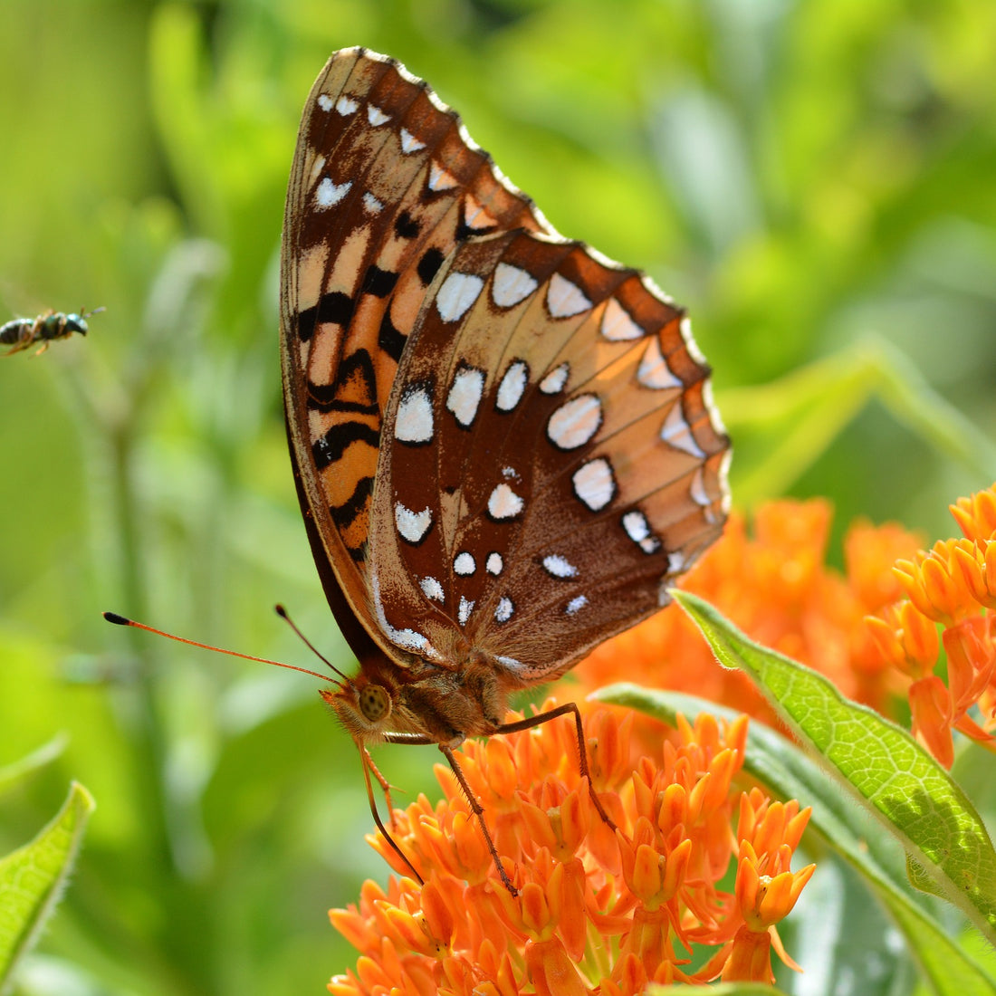 Butterfly Milkweed Wildflower Seed