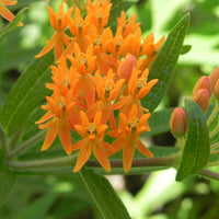 Butterfly Milkweed Wildflower Seed