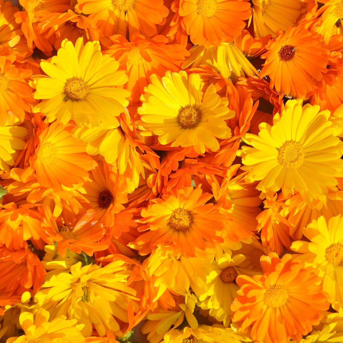 Calendula Wildflower Seed