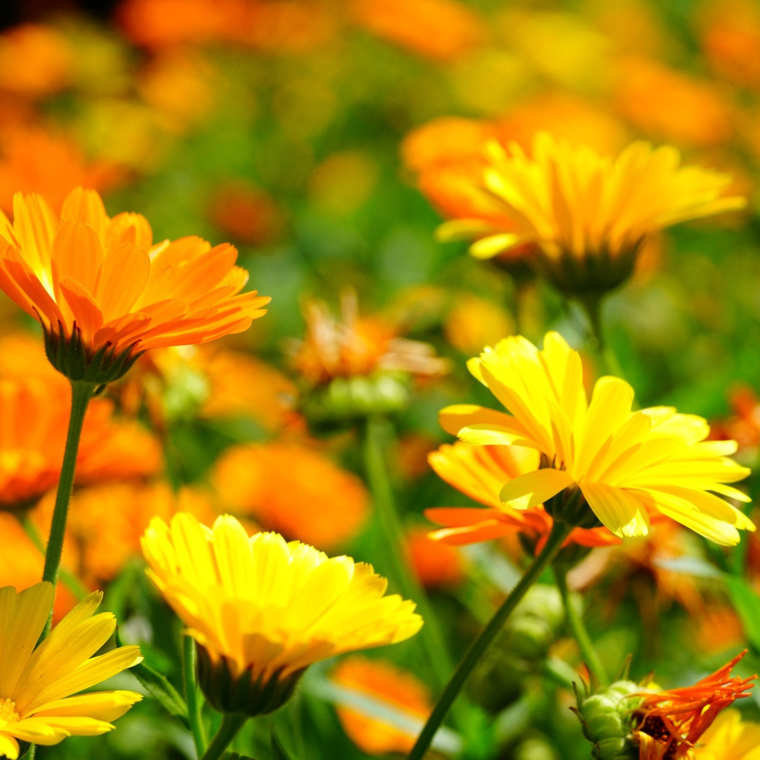 Calendula Wildflower Seed