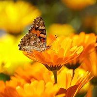 Calendula Wildflower Seed