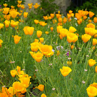 California Poppy Wildflower Seed