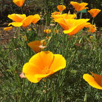 California Poppy Wildflower Seed