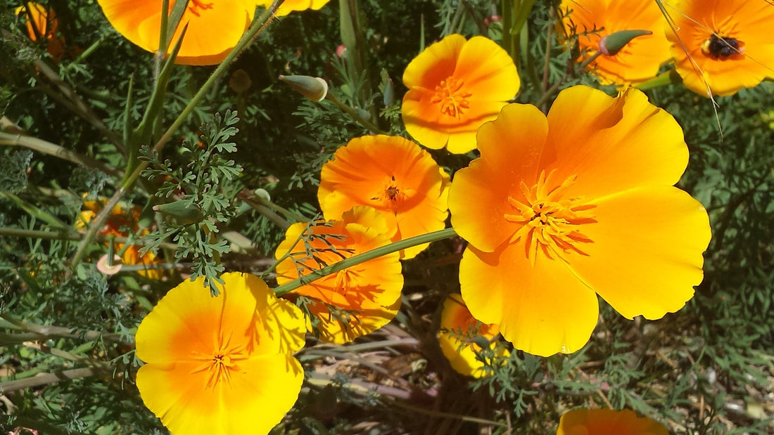 California Poppy Wildflower Seed