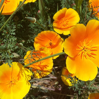 California Poppy Wildflower Seed