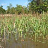 Chiwapa Millet Seed