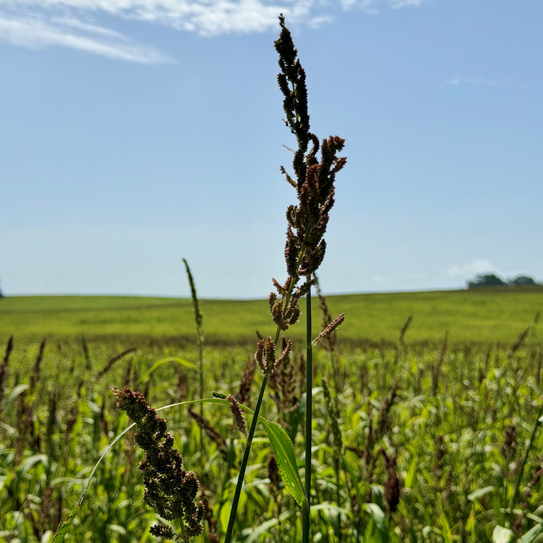 Chiwapa Millet Seed