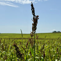 Chiwapa Millet Seed