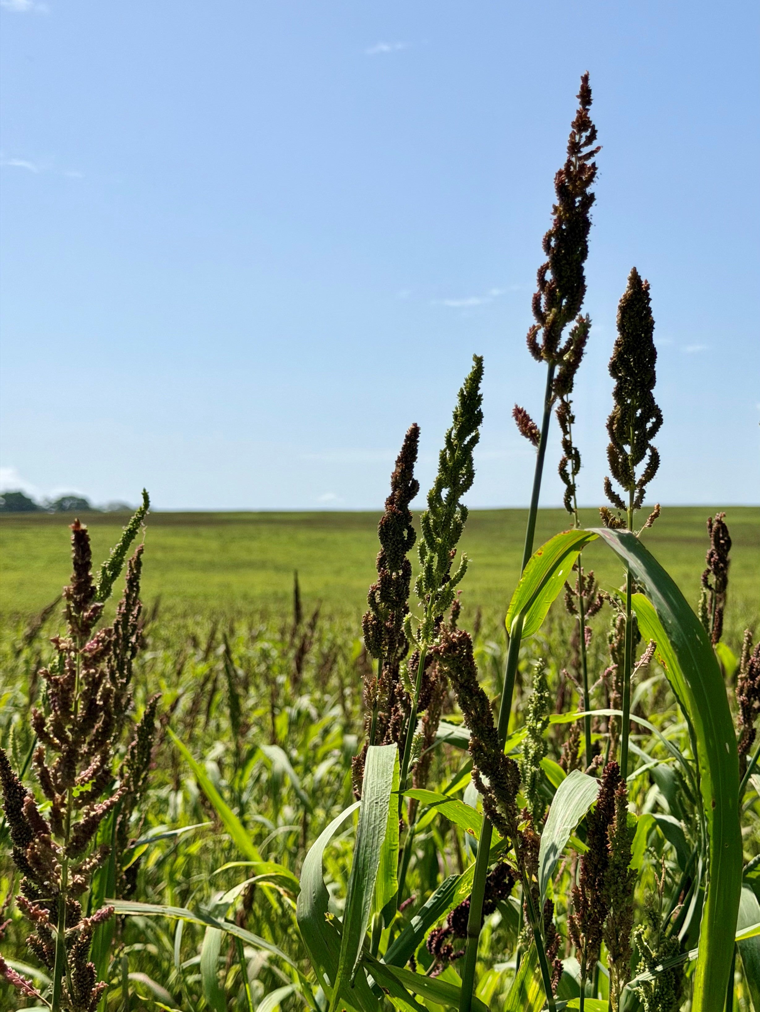 モミ穀 Bulk Millet Seeds | Spring & Summer Food Plots For Grazing & More