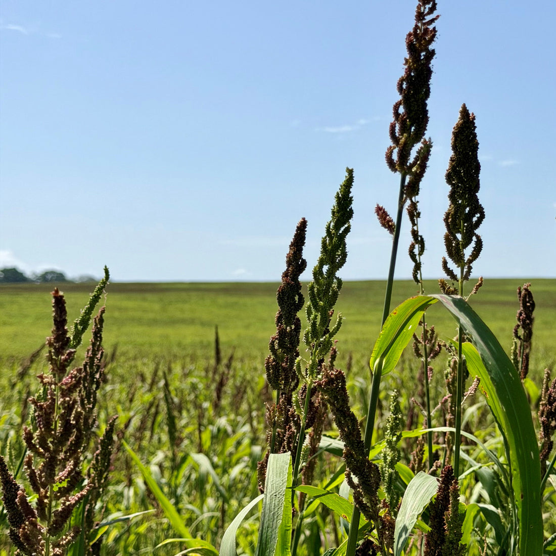 Chiwapa Millet Seed