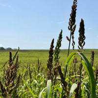 Chiwapa Millet Seed