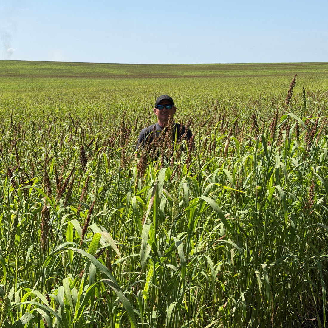 Chiwapa Millet Seed