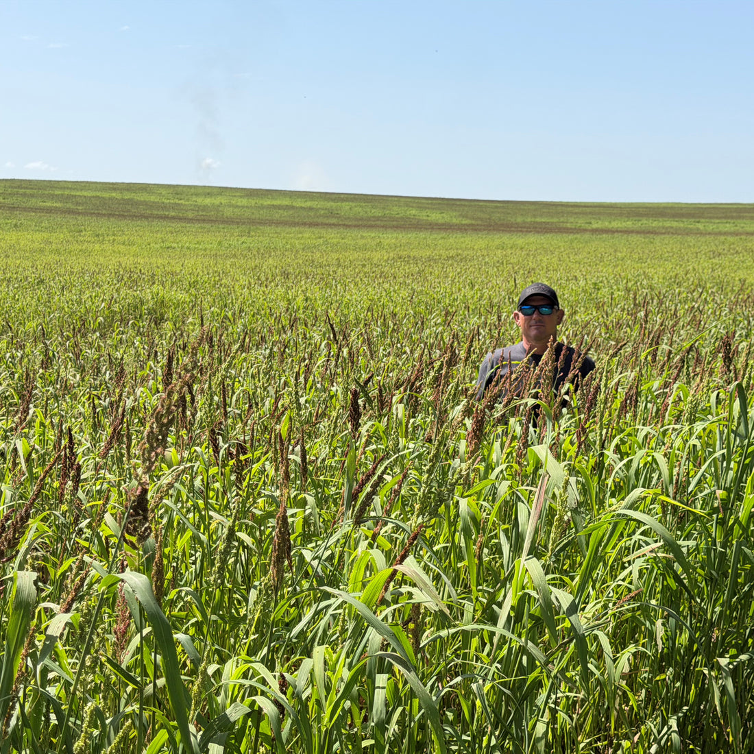 Chiwapa Millet Seed
