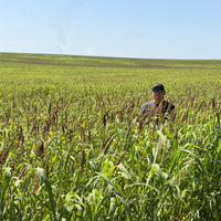 Chiwapa Millet Seed