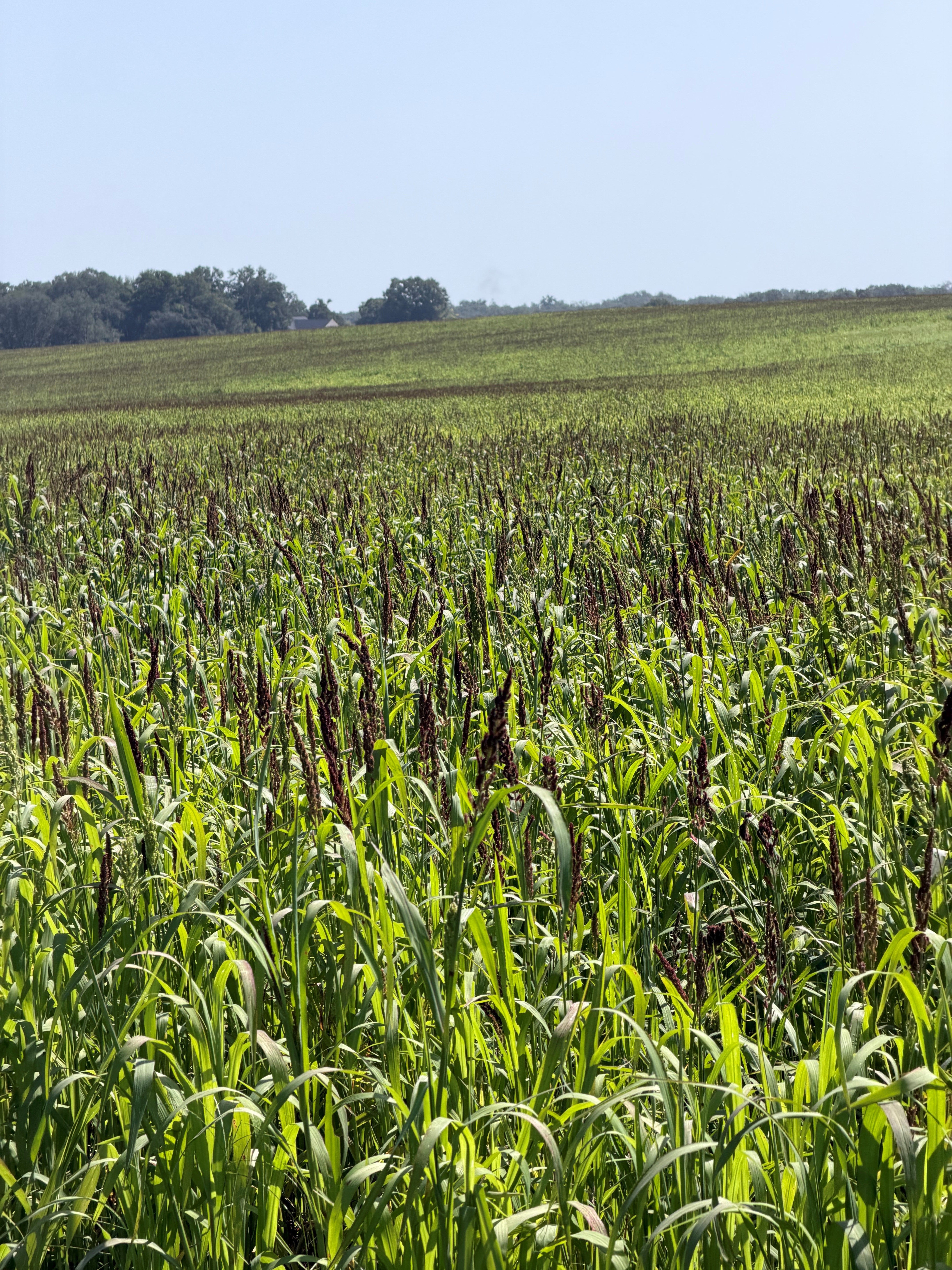 モミ穀 Bulk Millet Seeds | Spring & Summer Food Plots For Grazing & More