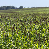Chiwapa Millet Seed