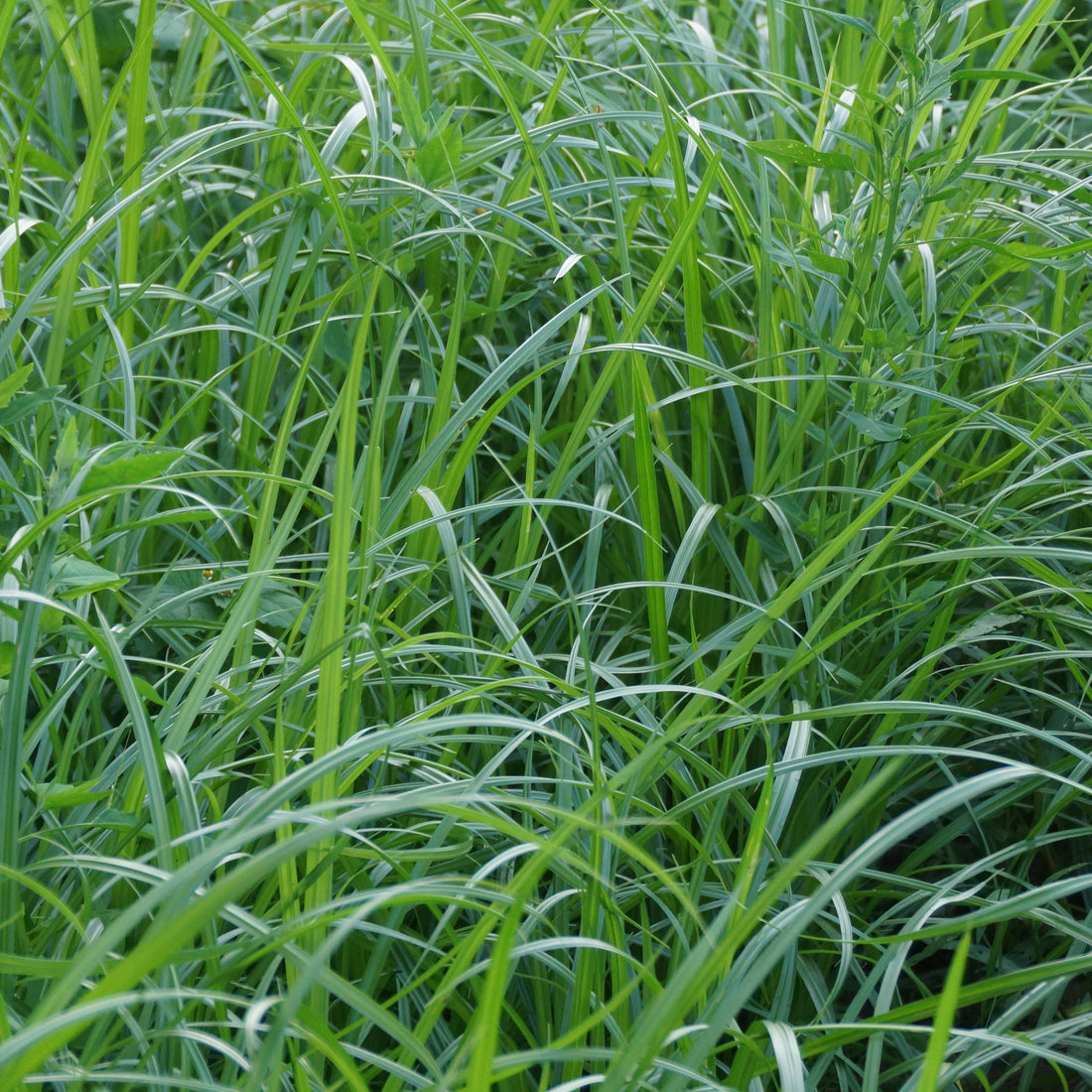 Chufa Seed