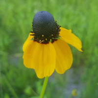 Clasping Coneflower Wildflower Seed