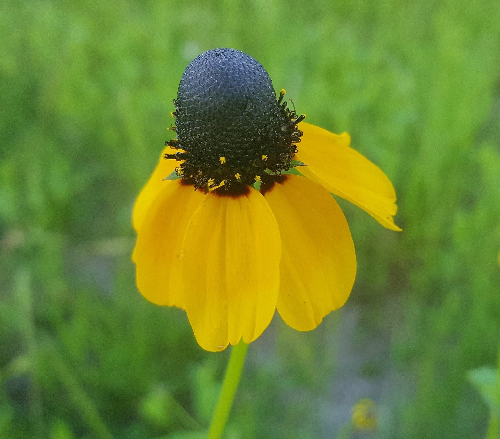 wildflower seed cannon RUDBECKIA amplexicaulis (Clasping Coneflower) 1/2 lb