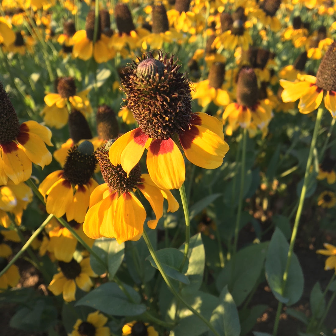 Clasping Coneflower Wildflower Seed